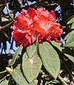 Flower: (Rhododendron arboreum)
