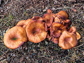 Sporophores de clitocybe inversé. (définition réelle 4 136 × 3 102)