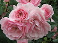 Rosa 'Bonica 82' Mailland en el jardín botánico principal de la Academia de Ciencias en Moscú (Rosarium).