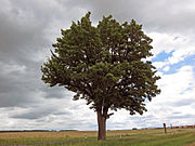 Speierling an der mittleren Marter (Grettstadt)