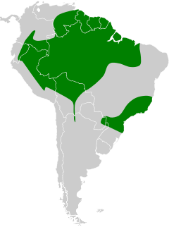 Distribuição da coruja-preta