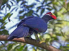 Turaco violeta (Musophaga violacea) en el zoológico de Jacksonville, Florida