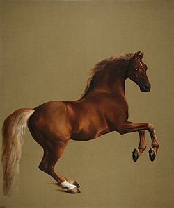Whistlejacket, by George Stubbs (edited by Crisco 1492)