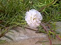 Portulaca Grandiflora white variety in Pakistan