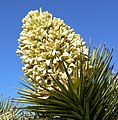 Yucca brevifolia