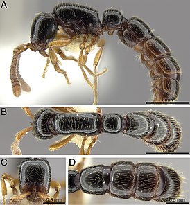 Zasphinctus sarowiwai