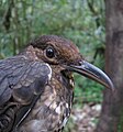 Long-billed thrush, Arunachal Pradesh, India