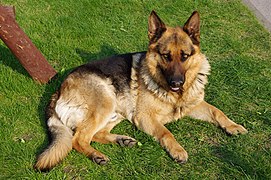 Domestic dog (Canis familiaris)