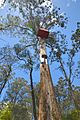 The Little Red Toolangi Treehouse in the Toolangi State Forest, Victoria, Australia