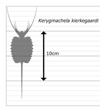 Kerygmachela ケリグマケラ