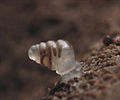 Image 2The microscopic cave snail Zospeum tholussum, found at depths of 743 to 1,392 m (2,438 to 4,567 ft) in the Lukina Jama–Trojama cave system of Croatia, is completely blind with a translucent shell (from Fauna)