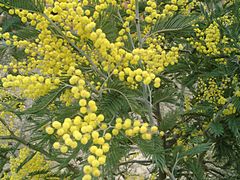 Flores de mimosa, árbore orixinaria de Australia, invasora e naturalizada en Galicia.