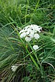 Achillea sp.