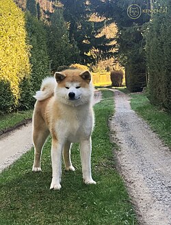 Akita inu.