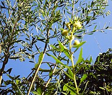 Baccharis dracunculifolia (ou chilca).