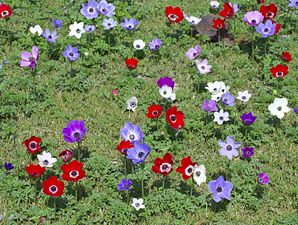 כלנית מצויה (Anemone coronaria) במגוון צבעים (צלם: צחי אבנור)