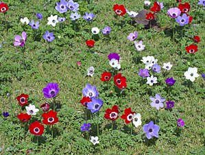 מרבד פרחי כלניות במגוון צבעים.
