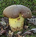 Anhängsel-Röhrling Butyriboletus appendiculatus