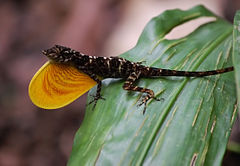 Description de l'image Anolis polylepis, Costa Rica.JPG.