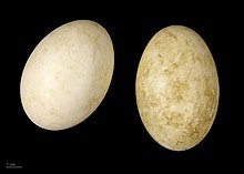 Two off-white goose eggs on a black background