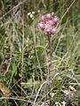 Antennaria dioica female flowers