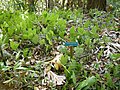 Anthurium andraeanum