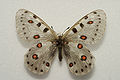 Parnassius apollonius