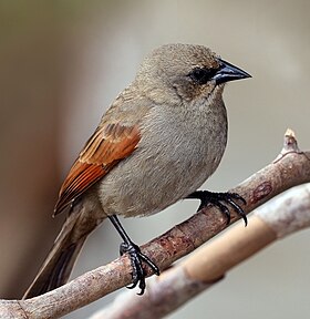 Asa-de-telha-escuro, Agelaioides badius, no Pantanal do Brasil