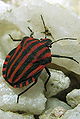 Graphosoma italicum Pentatomidae