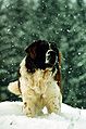 Chien du Saint-Bernard