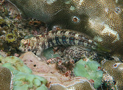 Blenniella periophthalmus