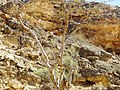 Pianta di Boswellia sacra nella regione del Dhofar, Oman