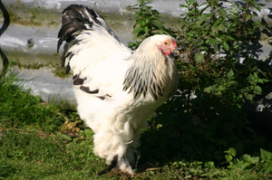 Brahma (Huhn)