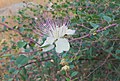 Capparis spinosa flower