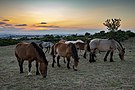 Horses in the Murgia National Park