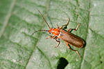 Cantharis figurata ou Cantharis pallida ou Cantharis rufa? Rhagonycha fulva (non car bout des ailes noires)