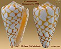 Conus marmoreus Linnaeus, C., 1758