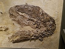 Photographie d'un fossile dans les tons bruns et ocres, exposé dans une vitrine.