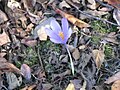 Crocus nudiflorus