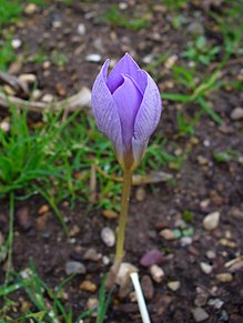 Crocus sativus