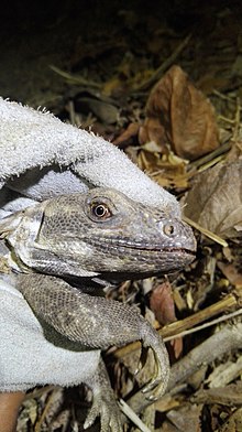 Ctenosaura_oaxacana_-_head