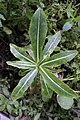 Sonchus micranthus