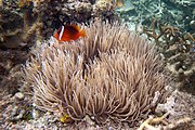 A. barberi (Barber's anemonefish)