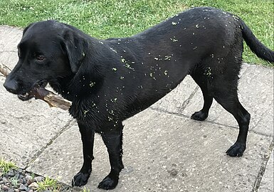 Fruits attached to the fur of a labrador retriever