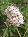 Eriogonum fasciculatum