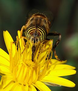 Head of a hoverfly at Pollinator, by Alvesgaspar