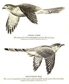 Common hawk-cuckoo resembles a predator, the shikra.[90]