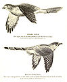 Image 21The hawk-cuckoo resembles a predatory shikra, giving the cuckoo time to lay eggs in a songbird's nest unnoticed (from Animal coloration)