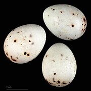 Oeufs de Fringilla coelebs africana Muséum de Toulouse