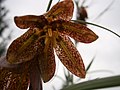 Flower (inner side)